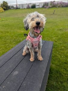 Pet Image